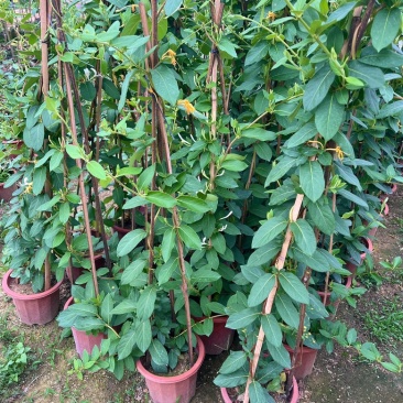 金银花/金银花盆栽苗
