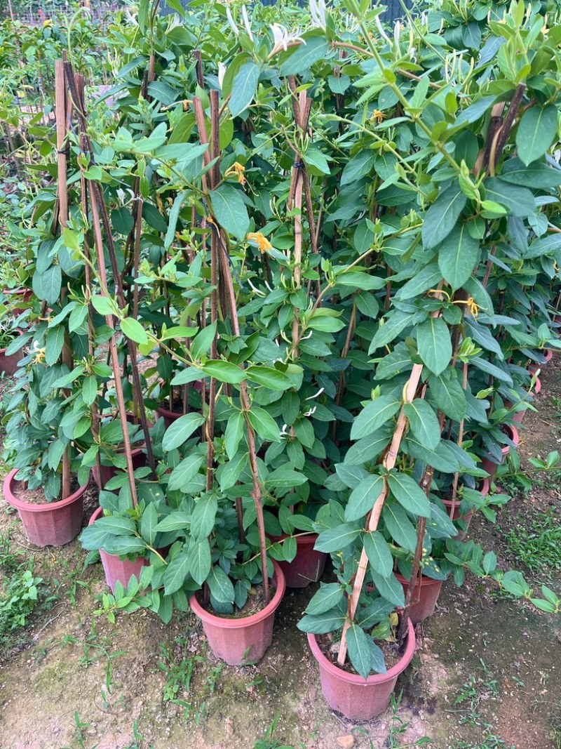 金银花/金银花盆栽苗