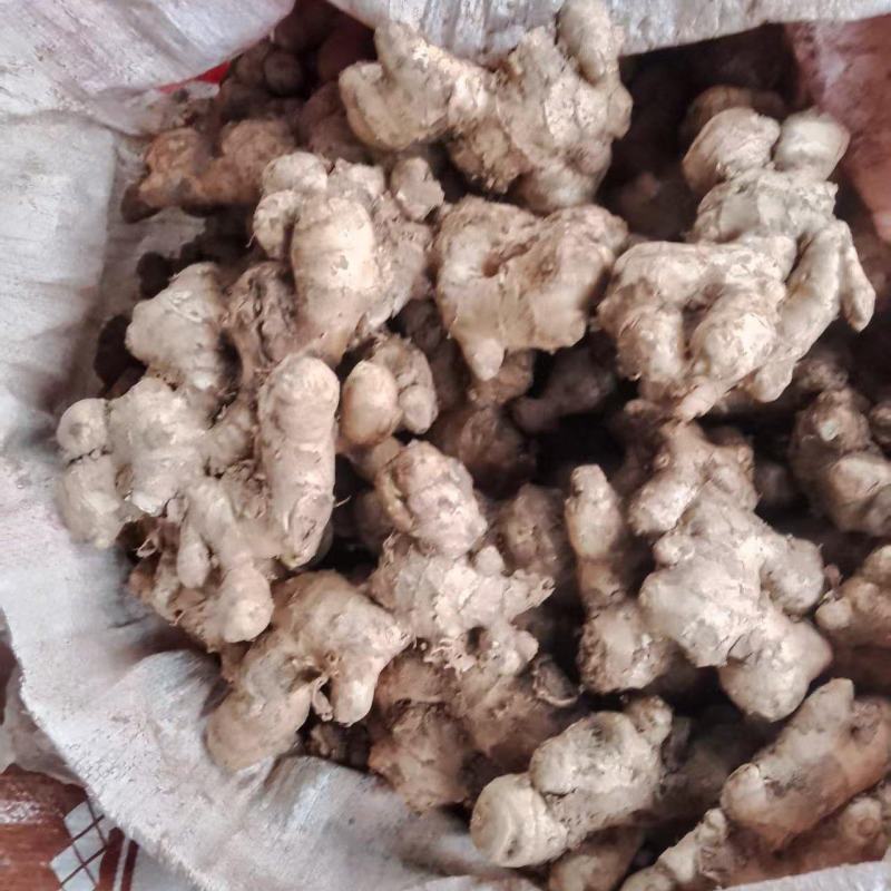 四川本地生姜