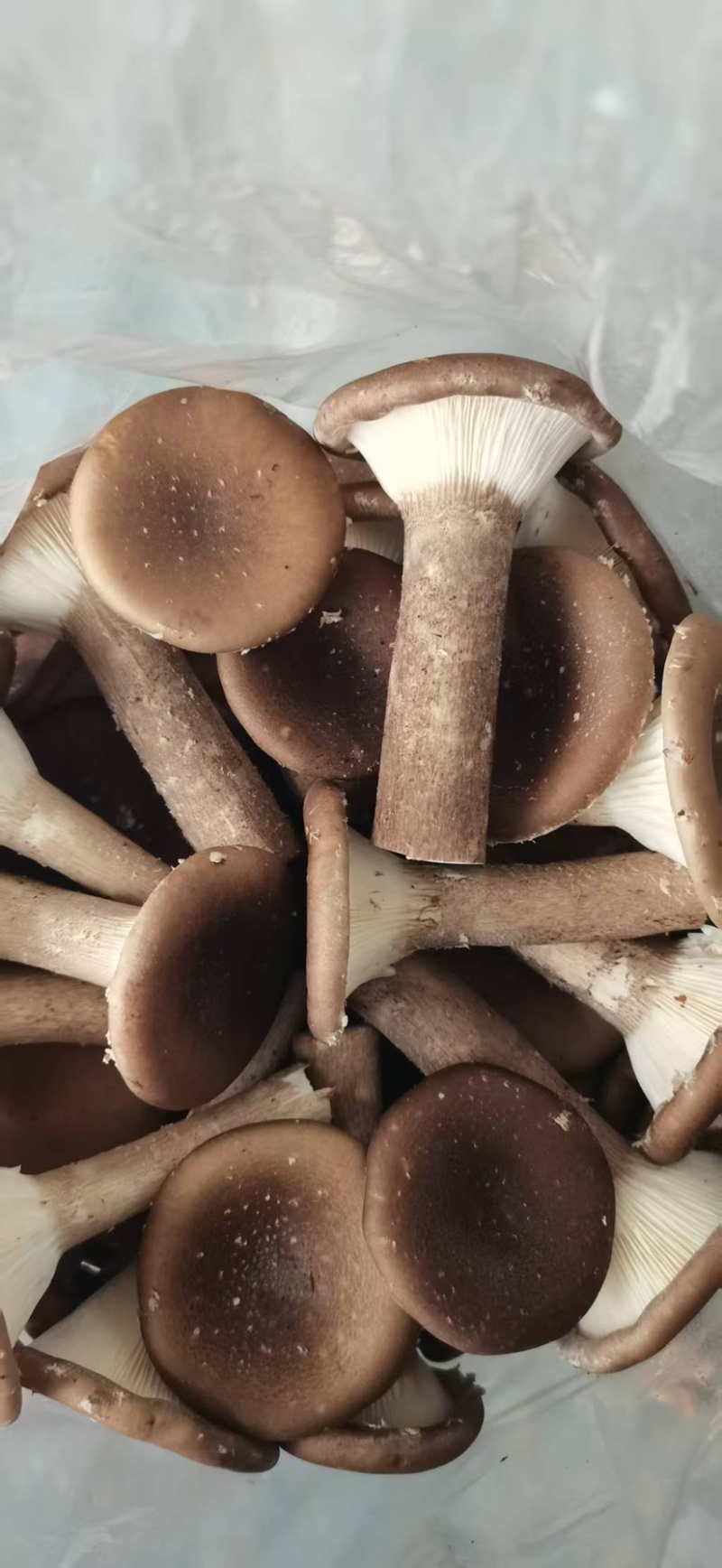 猪肚菇/食用菌鲜货