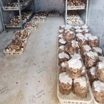 猪肚菇/食用菌鲜货