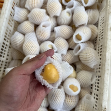 云南石林人参果