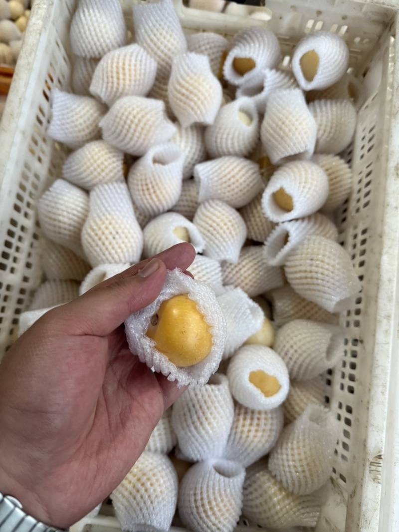 云南石林人参果