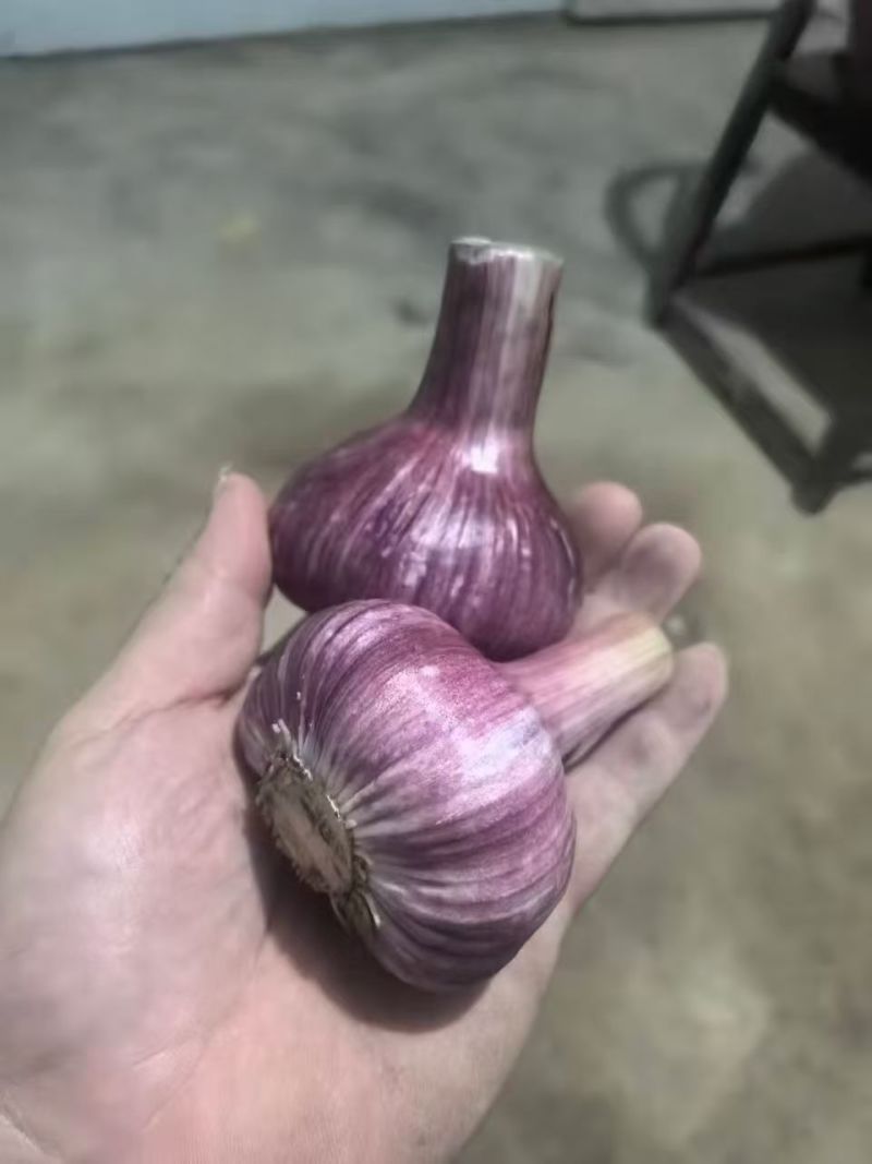 云南紫皮鲜蒜