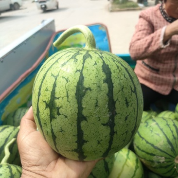 早春红玉西瓜，砀山产地货源充足，保证质量，全国发货！