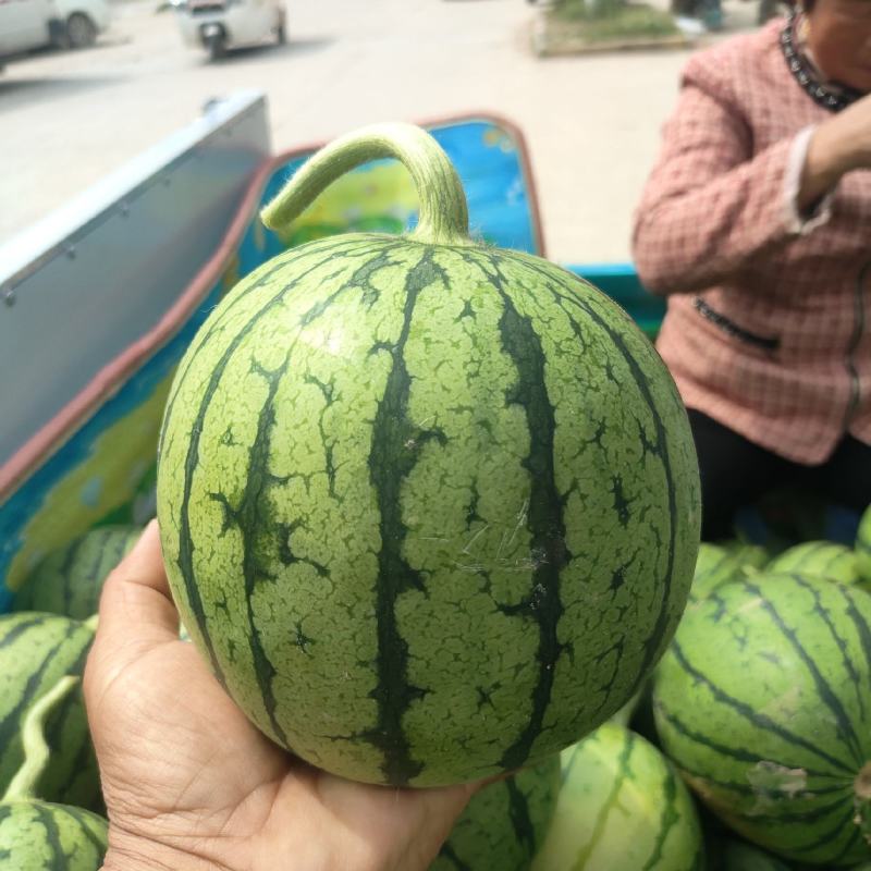 早春红玉西瓜，砀山产地货源充足，保证质量，全国发货！