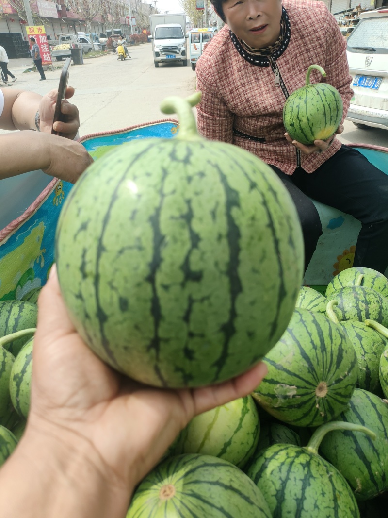 早春红玉西瓜，砀山产地货源充足，保证质量，全国发货！