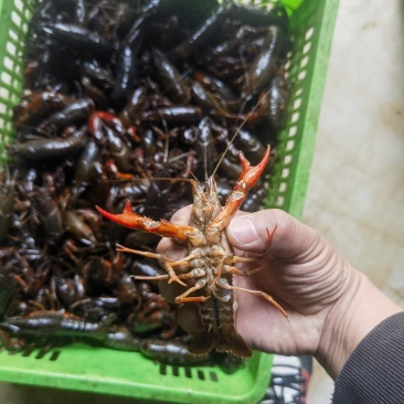 小龙虾