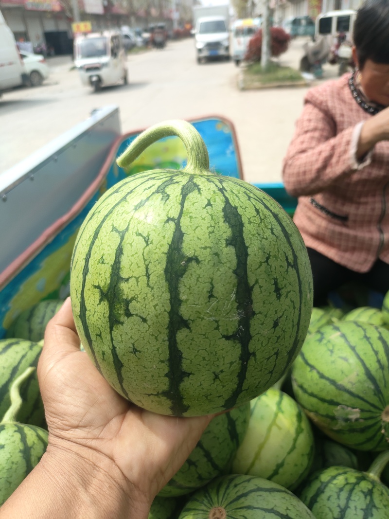 小糖丸西瓜安缴砀山西瓜种殖基地4月1日成熟上市皮薄脆甜！