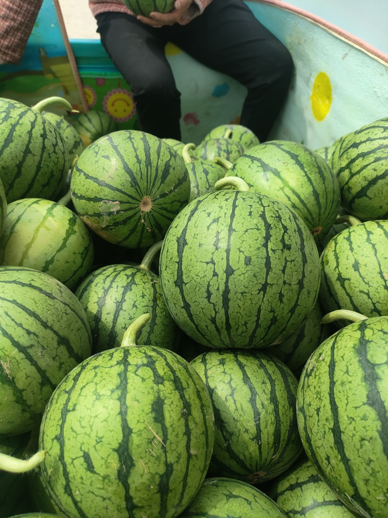 小糖丸西瓜安缴砀山西瓜种殖基地4月1日成熟上市皮薄脆甜！