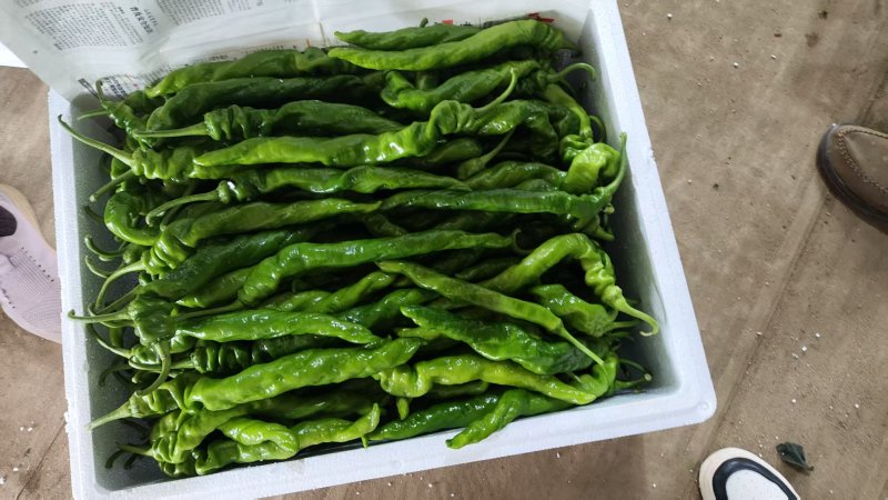 【热门推荐】临沂皱皮椒，产地直发，价格美丽，量大从优