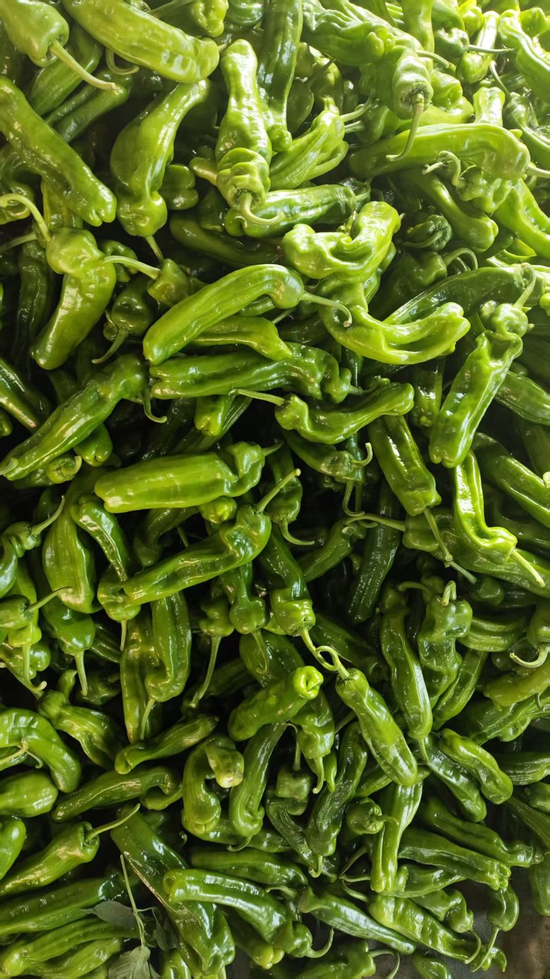 【热门推荐】临沂皱皮椒，产地直发，价格美丽，量大从优