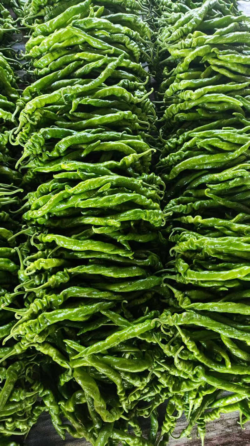 【热门推荐】临沂皱皮椒，产地直发，价格美丽，量大从优