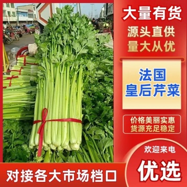河南法国皇后芹菜新鲜脆嫩产地直批量大质优代办