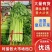 河南法国皇后芹菜新鲜脆嫩产地直批量大质优代办