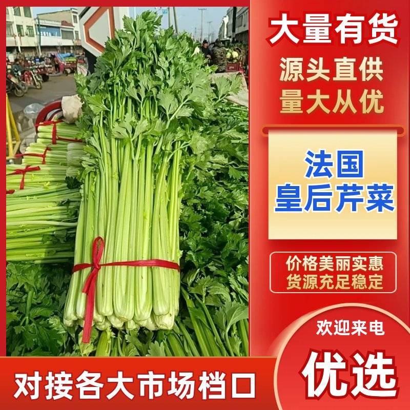 河南法国皇后芹菜新鲜脆嫩产地直批量大质优代办
