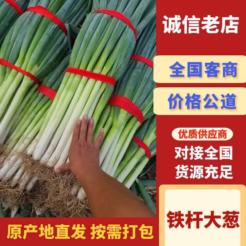 河南铁杆大葱新鲜脆嫩产地直批量大从优代收代发