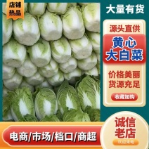 河南黄心大白菜新鲜现砍产地直批量大质优常年批发