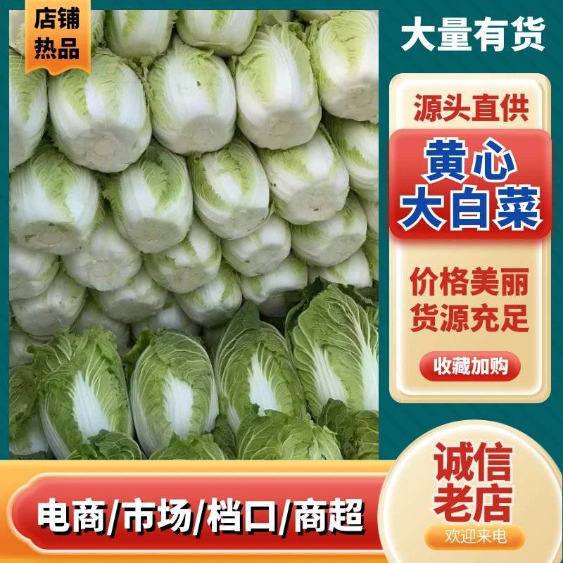 河南黄心大白菜新鲜现砍产地直批量大质优常年批发