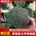 河南新鲜西兰花现采现发产地直供量大质优批发代办