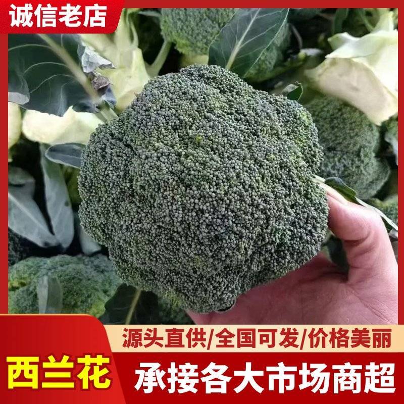 河南新鲜西兰花现采现发产地直供量大质优批发代办