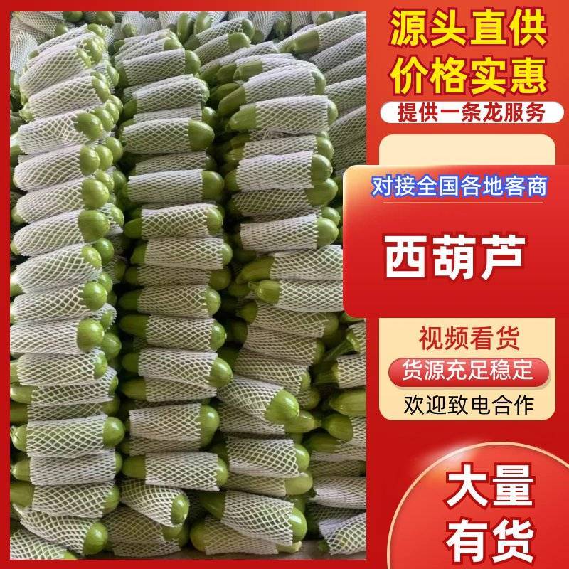 河南优质油绿西葫芦产地直批货源充足常年代办发货