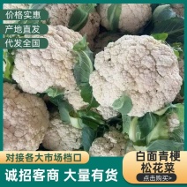 河南白面青梗松花菜新鲜现砍产地直供量大批发代收