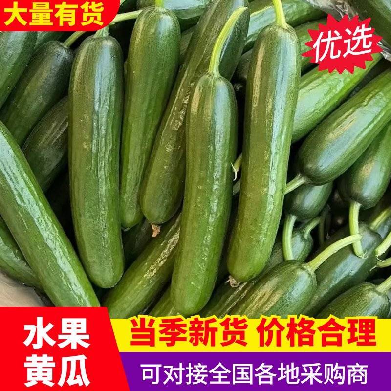 河南新鲜水果黄瓜产地直供量大质优常年批发代收