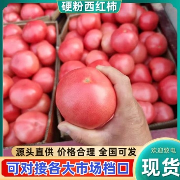 河南硬粉西红柿产地直供沙瓤耐储运批发量大从优