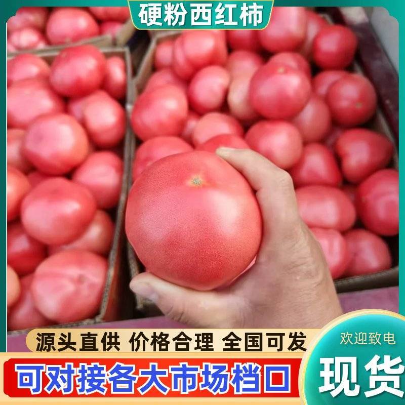河南硬粉西红柿产地直供沙瓤耐储运批发量大从优