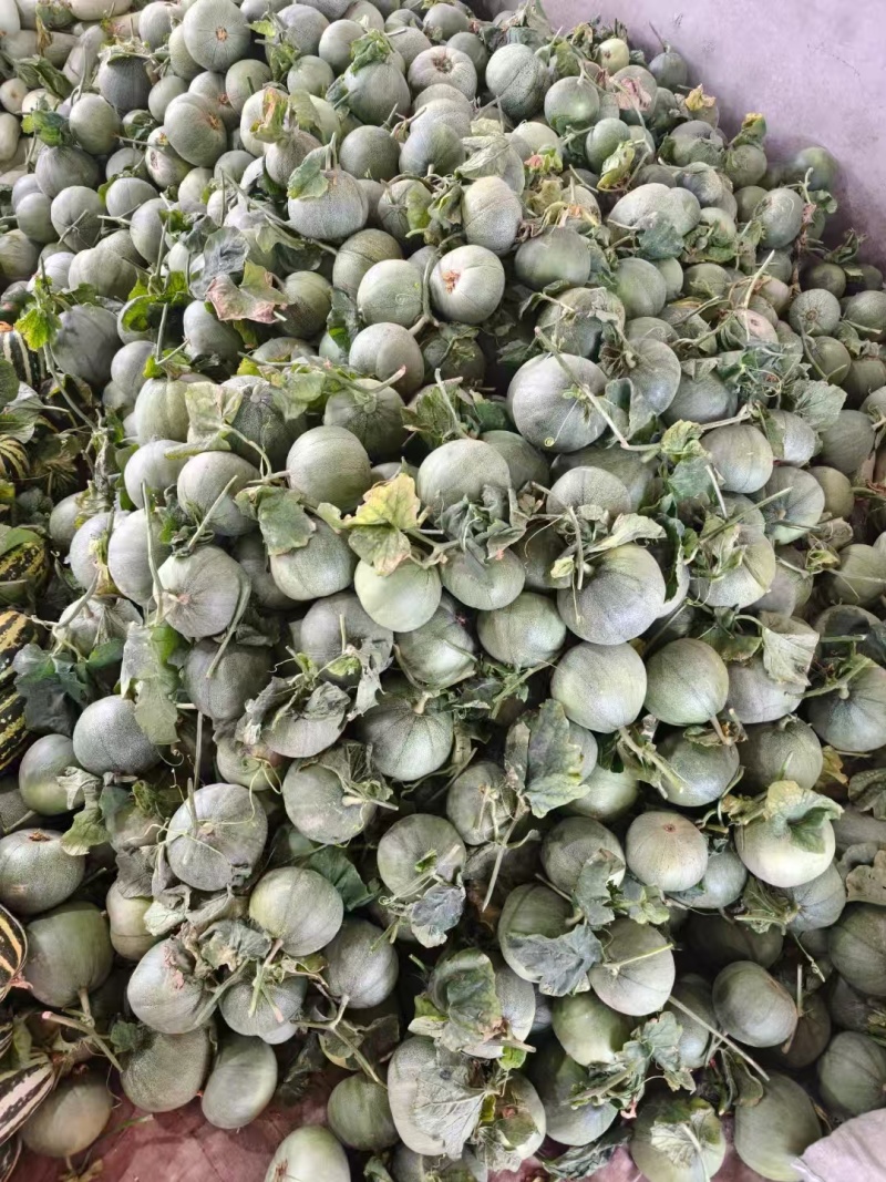 （热卖）正宗农户种植绿宝甜瓜，长期大量供应，保质保量发货