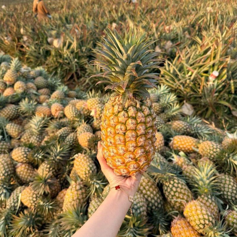 凤梨