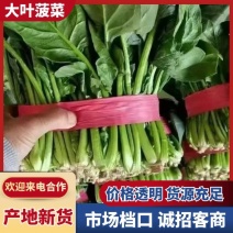 河南大叶菠菜鲜嫩翠绿现摘现发产地直供批发量大价优