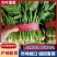 河南大叶菠菜鲜嫩翠绿现摘现发产地直供批发量大价优