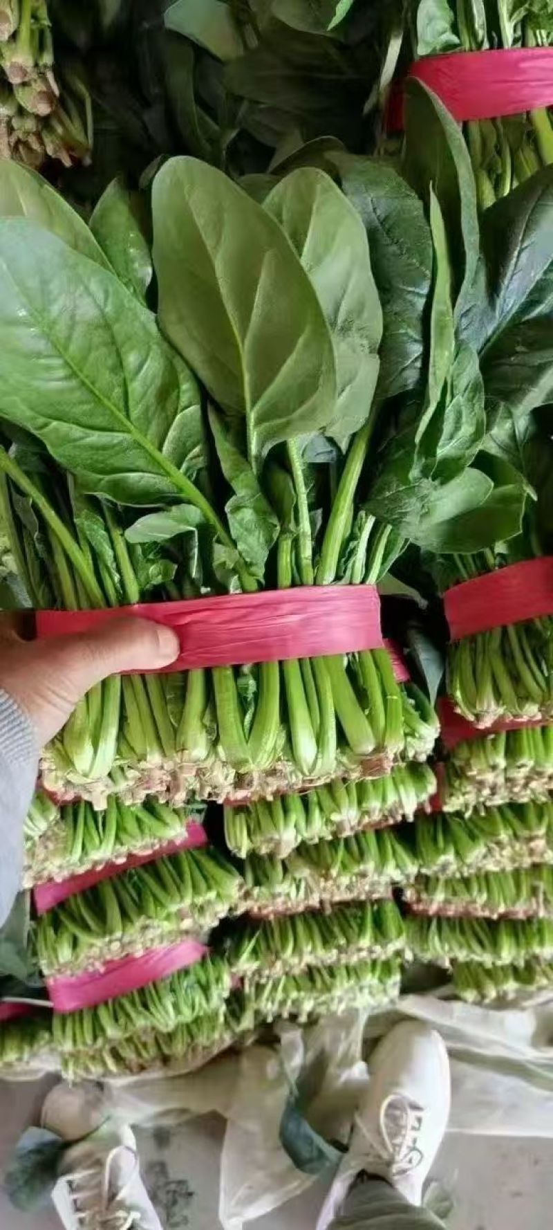 河南大叶菠菜鲜嫩翠绿现摘现发产地直供批发量大价优
