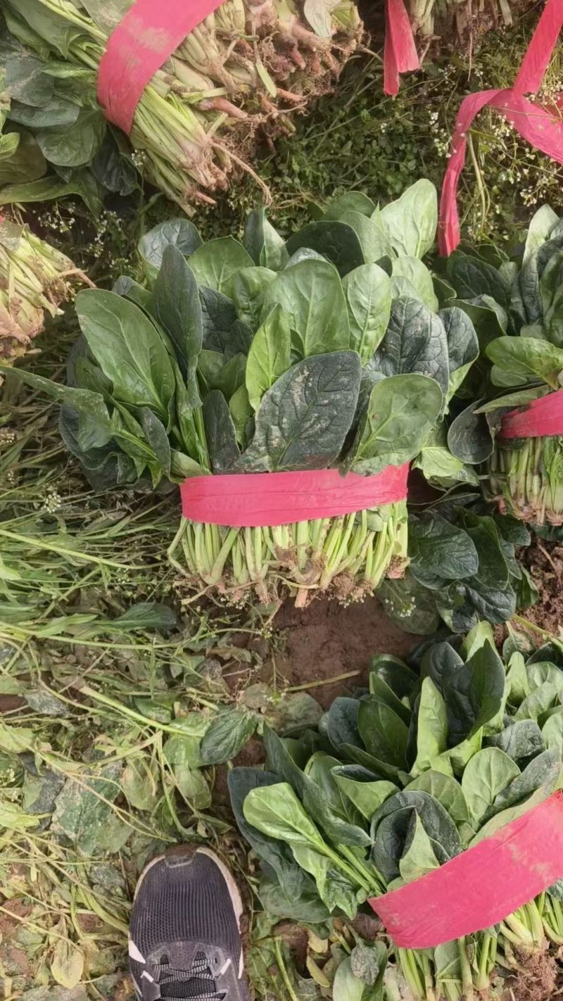 河南大叶菠菜鲜嫩翠绿现摘现发产地直供批发量大价优