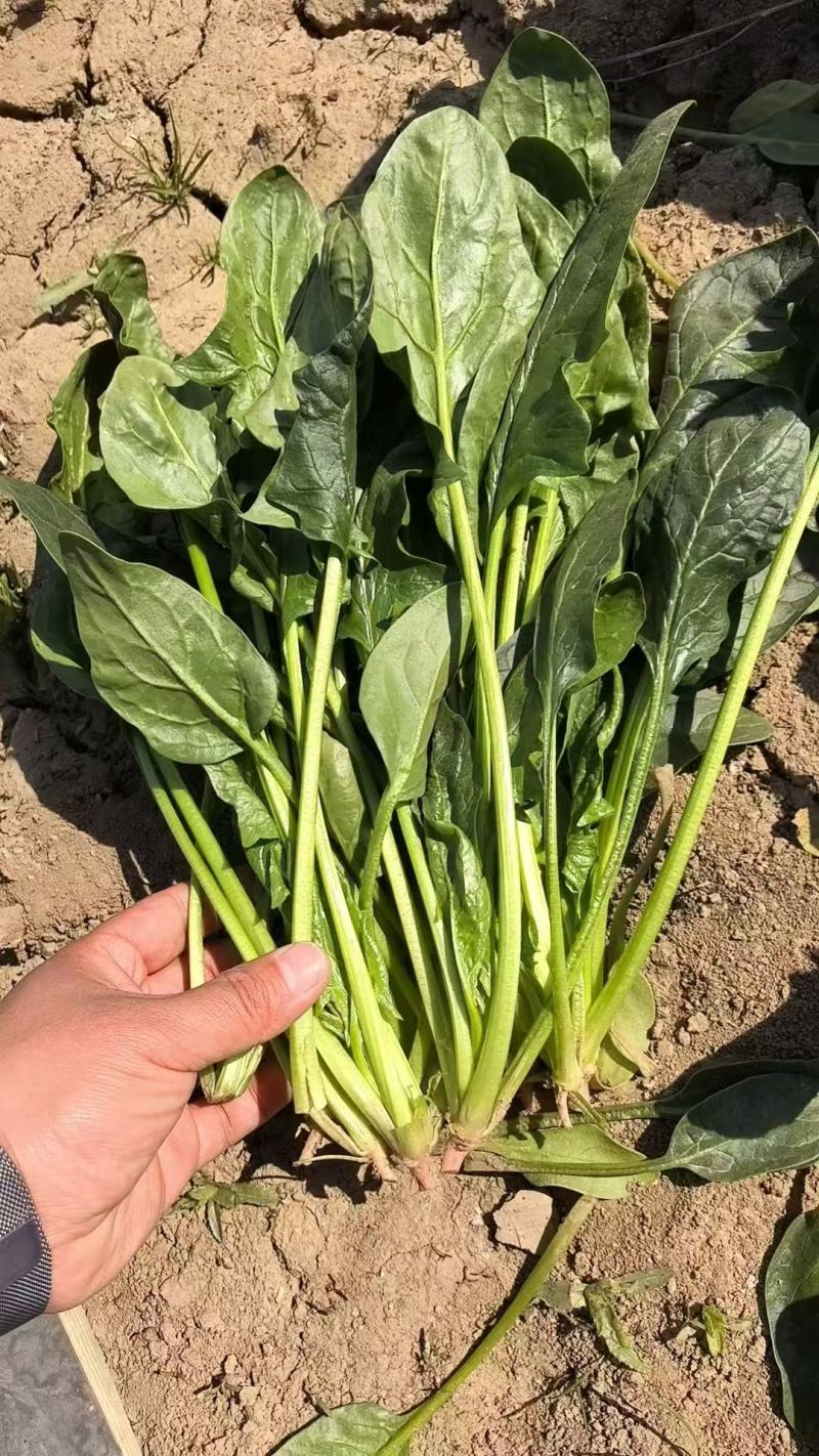 河南大叶菠菜鲜嫩翠绿现摘现发产地直供批发量大价优