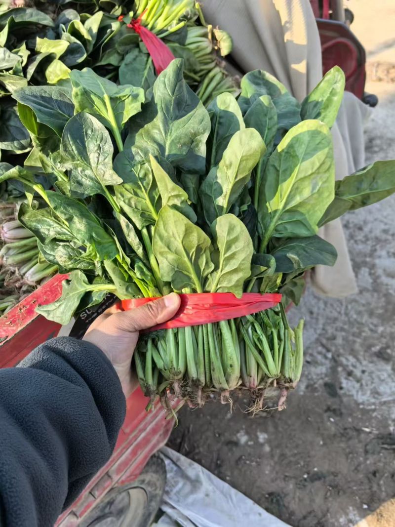 河南大叶菠菜鲜嫩翠绿现摘现发产地直供批发量大价优