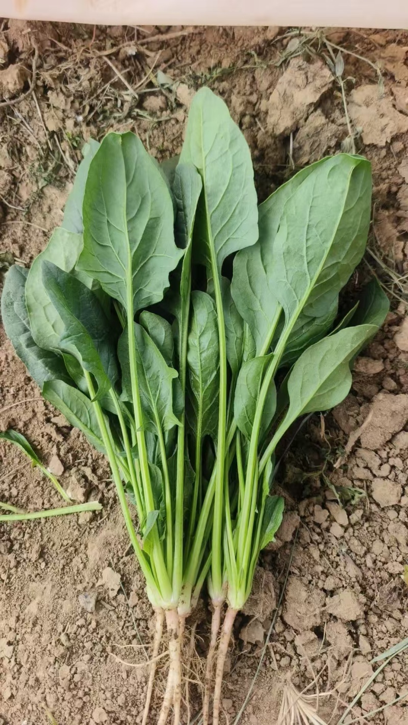 河南大叶菠菜鲜嫩翠绿现摘现发产地直供批发量大价优