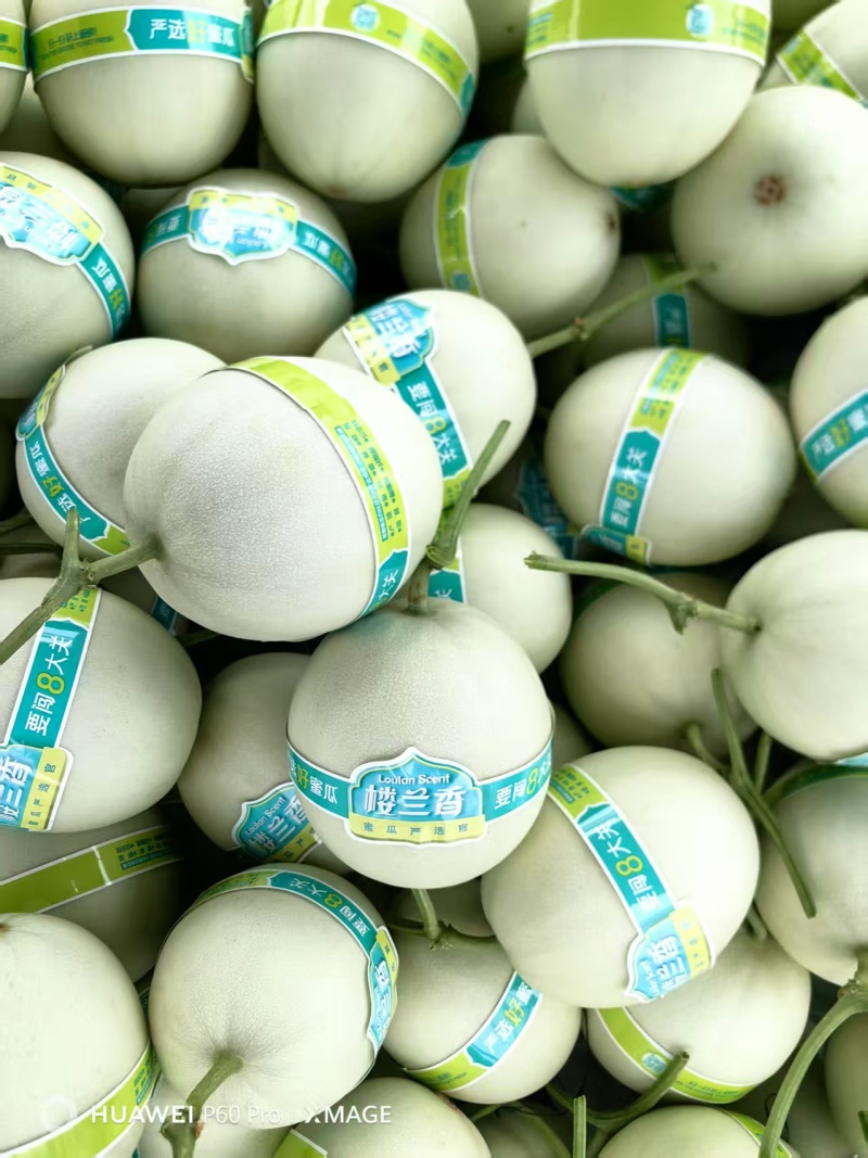 精品玉菇甜瓜产地直发量大从优质量保证诚信经营