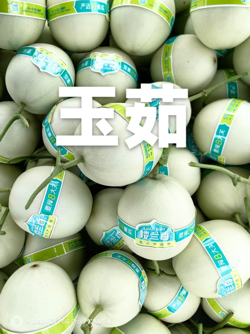 精品玉菇甜瓜产地直发量大从优质量保证诚信经营