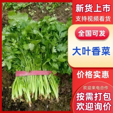 河南新鲜大叶香菜农家种植翠绿无黄叶蔬菜基地批发