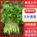 河南新鲜大叶香菜农家种植翠绿无黄叶蔬菜基地批发