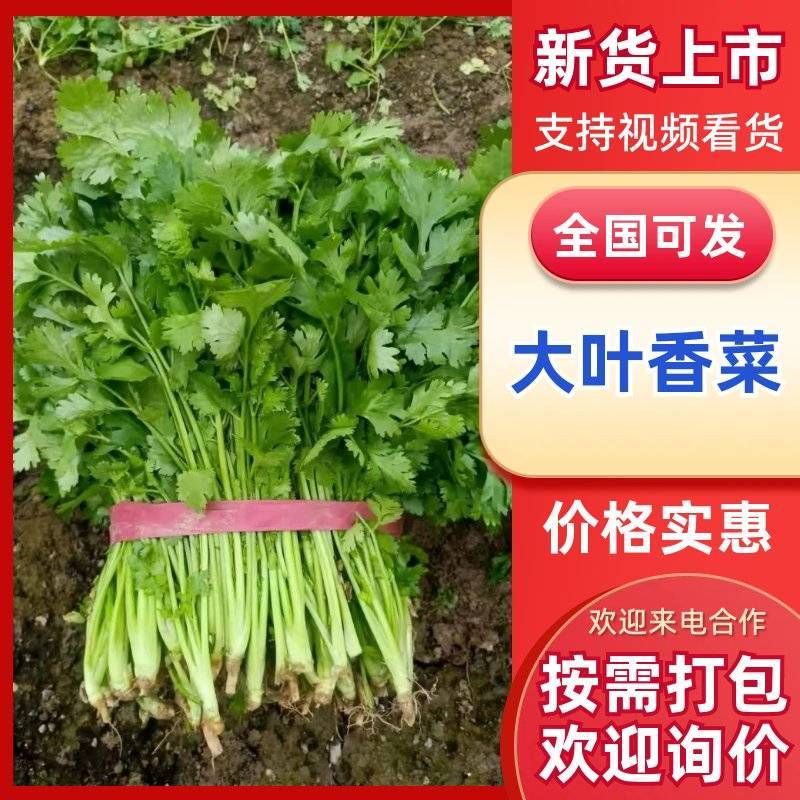 河南新鲜大叶香菜农家种植翠绿无黄叶蔬菜基地批发
