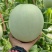 精品玉菇甜瓜产地直发量大从优质量保证诚信经营
