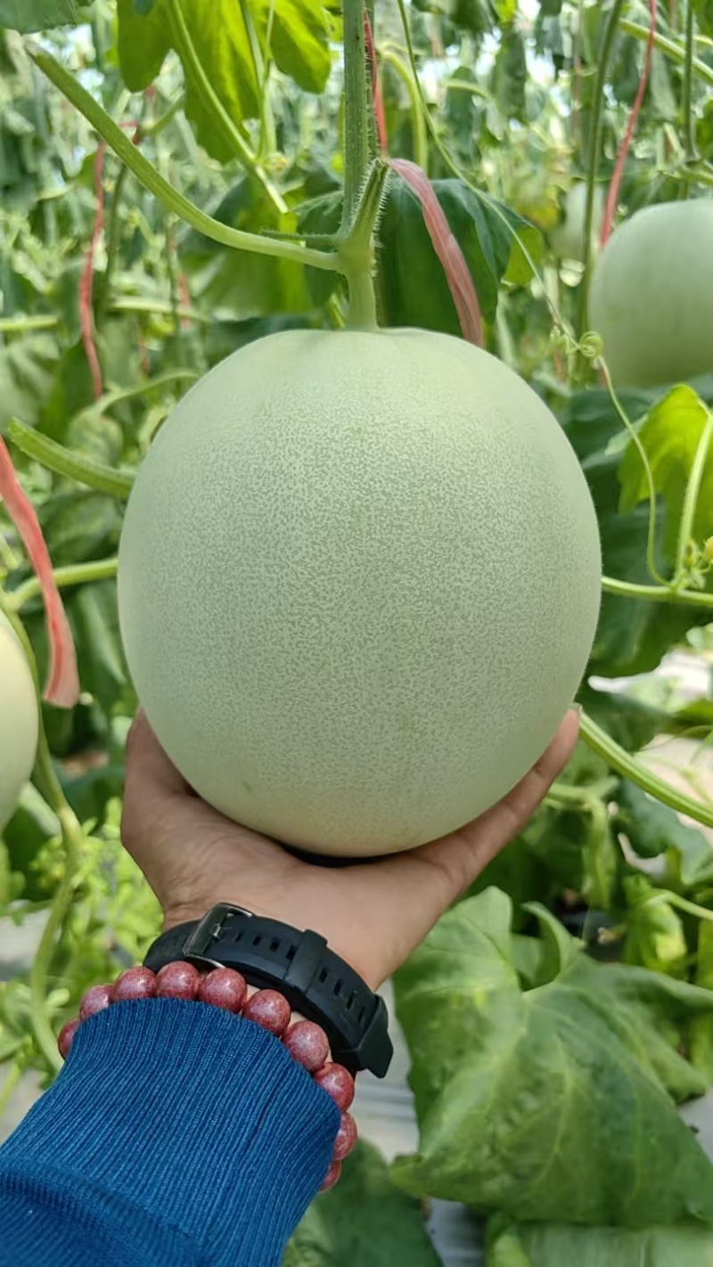 精品玉菇甜瓜产地直发量大从优质量保证诚信经营