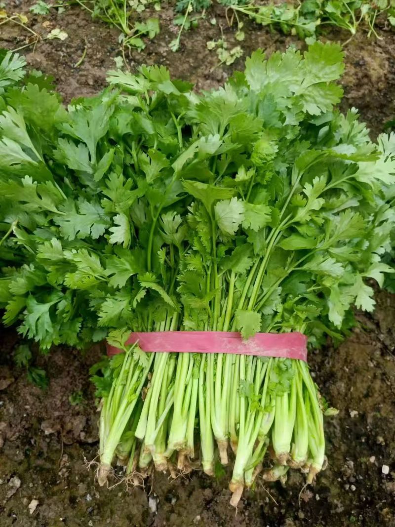 河南新鲜大叶香菜农家种植翠绿无黄叶蔬菜基地批发
