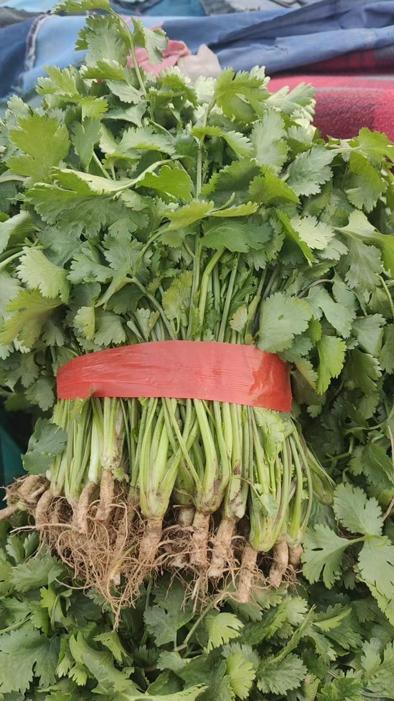河南新鲜大叶香菜农家种植翠绿无黄叶蔬菜基地批发