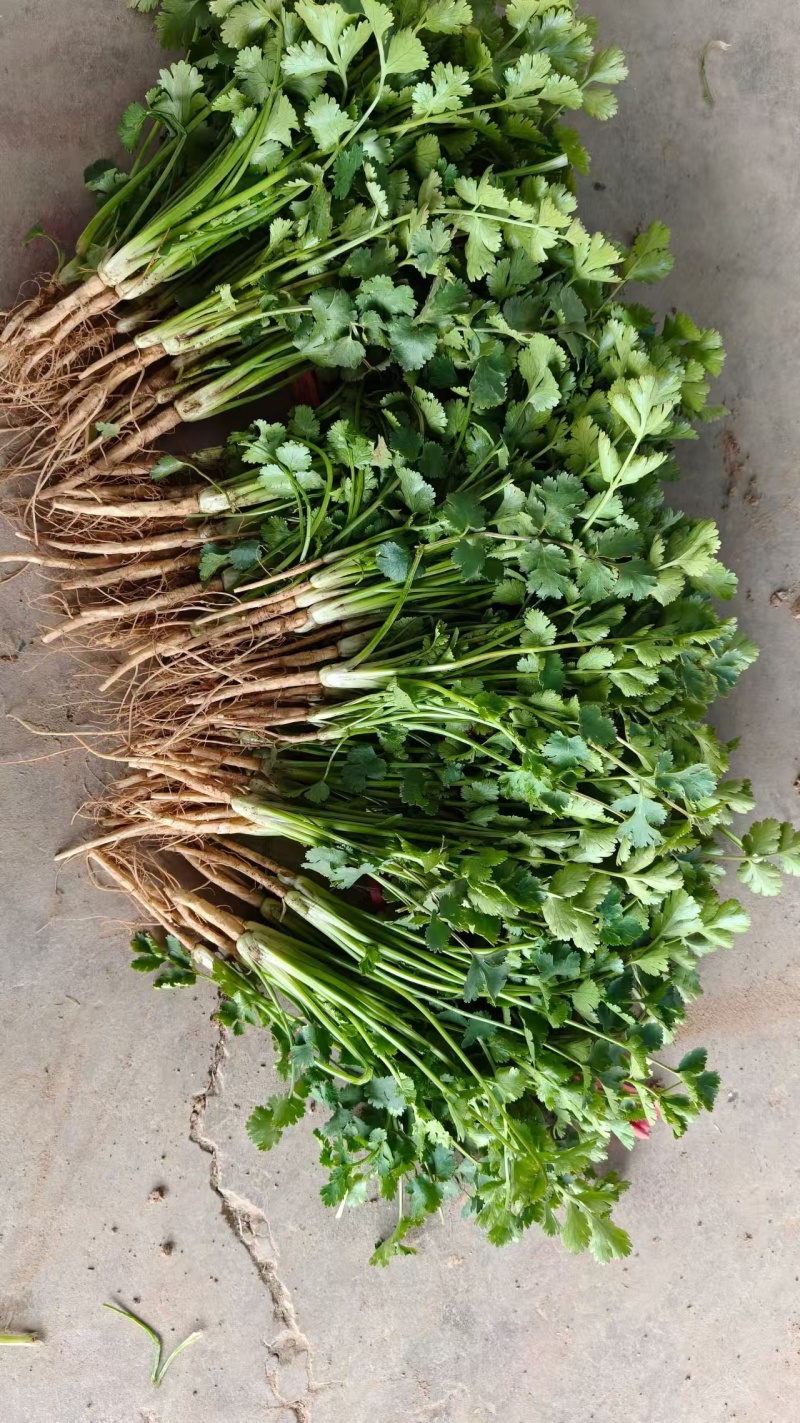 河南新鲜大叶香菜农家种植翠绿无黄叶蔬菜基地批发