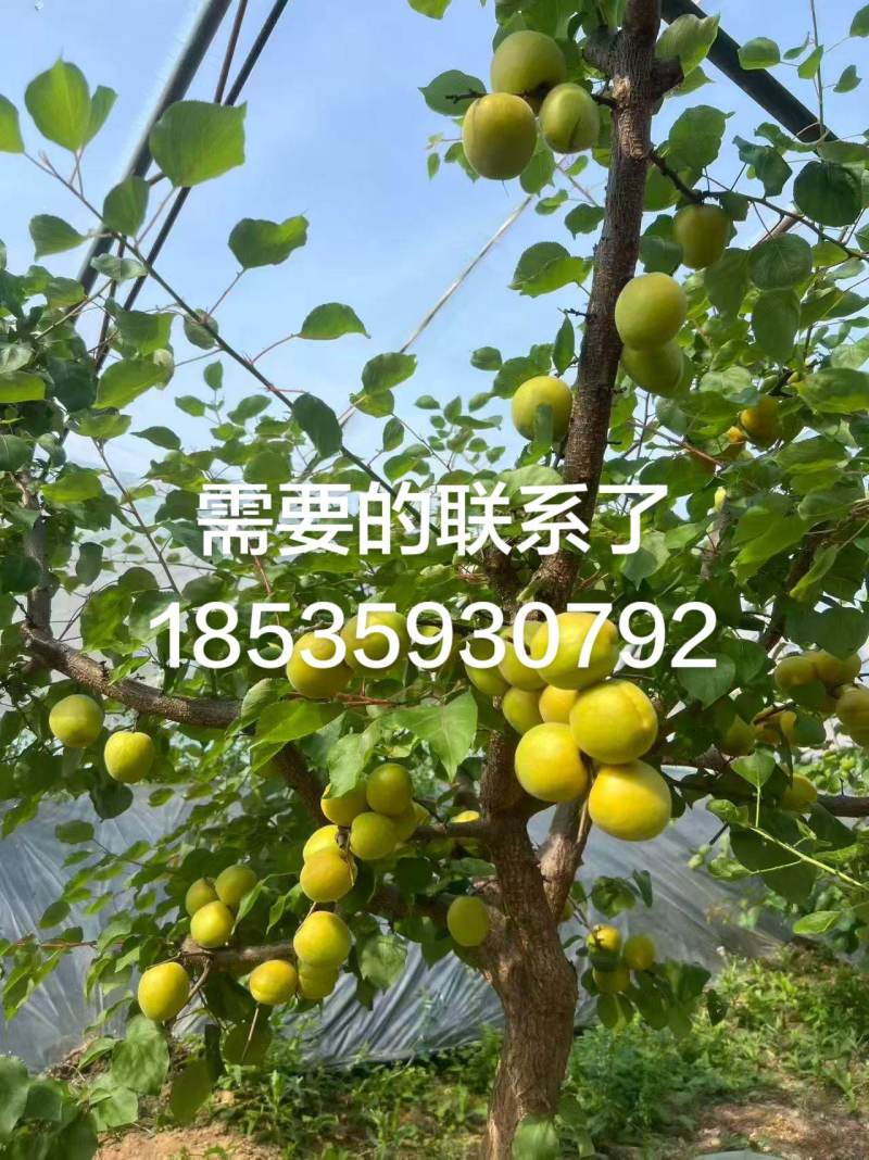 大棚金太阳杏己成熟现摘现发品质保证对接市场商超来电